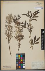 Foto von Salix viminalis L.